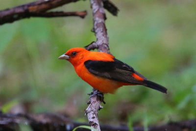 Scarlet Tanager