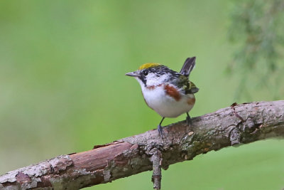 Chestnut-sided  Warbler