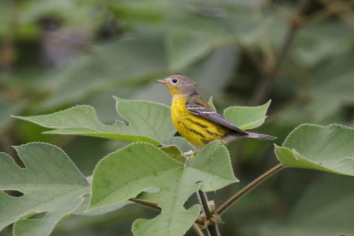 Magnolia Warbler