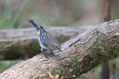 Yellow-rumped Warbler