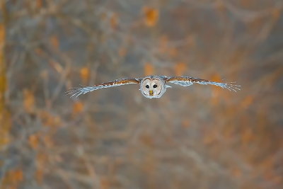 Chouette raye / Barred owl