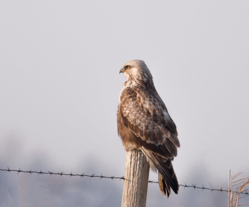 Ruigpootbuizerd.