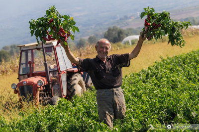 Red peppers harvest