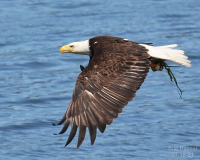 07-18-Eagle 9453.JPG