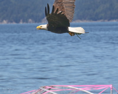07-18-Eagle 9457.JPG
