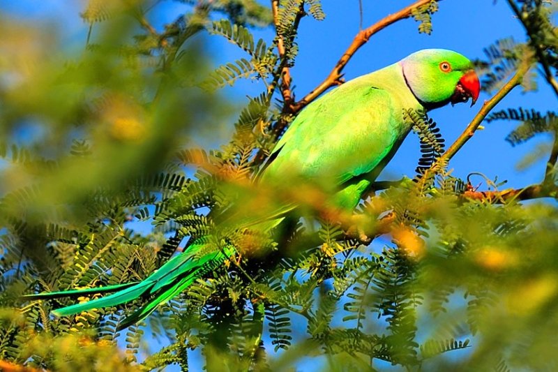 Indian Parrot, Rose-ringed Parakeet (Psittacula krameri) 