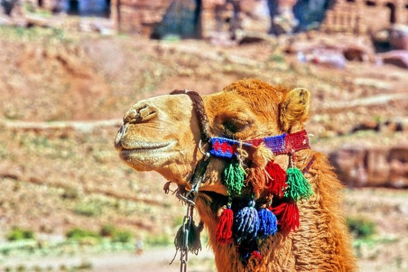 Camels intelegent and peaceful look...