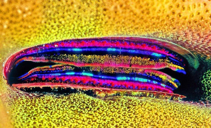 Clam Mouth