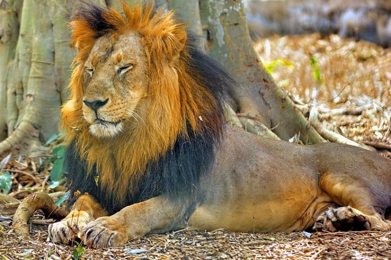 Sleepin Asian Lion