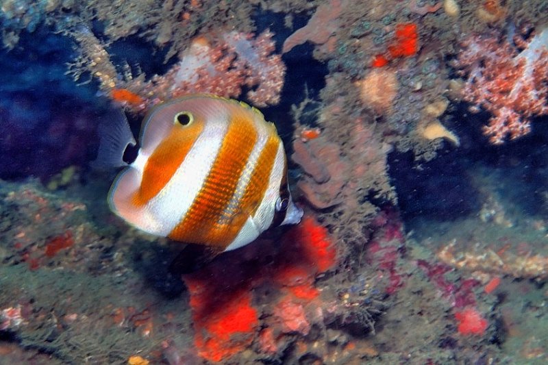 Orange-Banded Coralfish Coradion chrysozonus
