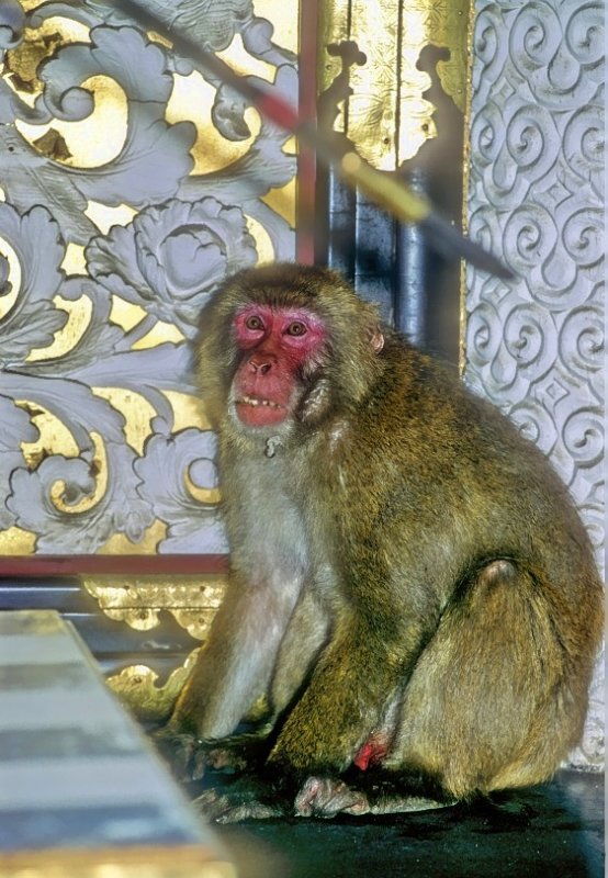 Sacred, Old, Monkey