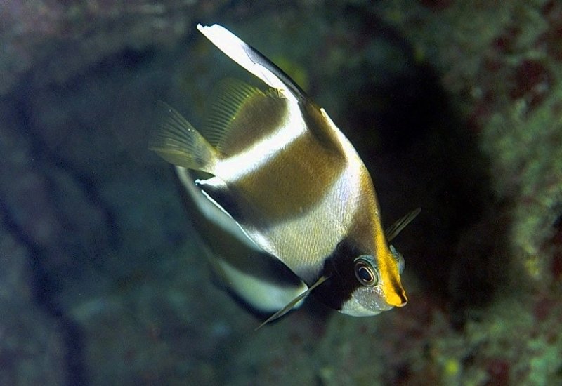 Juvenile Pennant Coralfish, (Heniochus acuminatus) in Cave