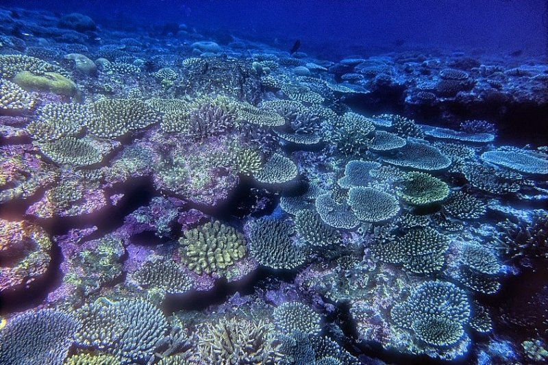 Fantastic, Live, Unspoiled Coral Reef