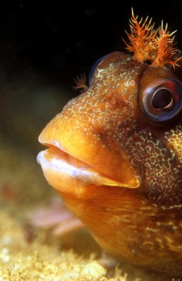  Rock Goby, 'Gobius paganellus'