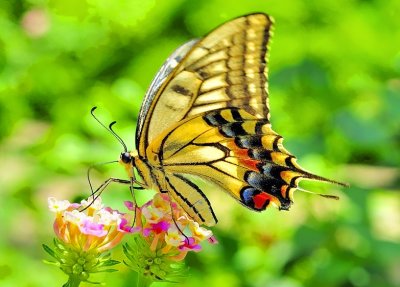 Old World Swallowtail Butterfly,'Papilio machaon hippocrates'