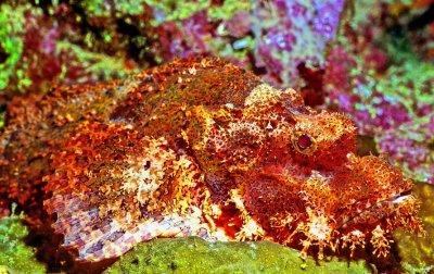 Bearded Scorpionfish Scorpaena barbatus