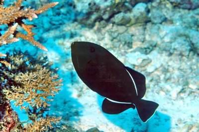  Indian triggerfish (Melichthys indicus)