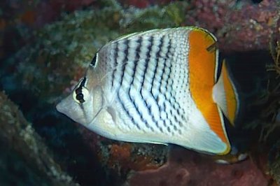 Madagascar Butterflyfish, 'Chaetodon mertensii madagaskariensis' (Yellowback Butterflyfish)
