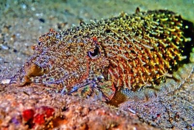 Cuttlefish Sleeping on Sand 