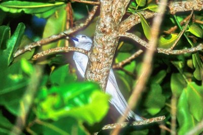 Seychelles National, But Elusive Pacific Fairy Tern Bird