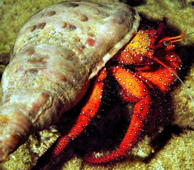 Last, But Not Least, White-spotted Hermit Crab