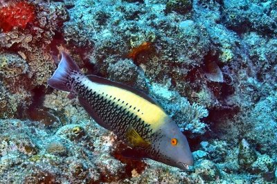 Initial phase (female), Spotted Parrotfish, 'Cetoscarus ocellatus'