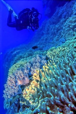Pristine Reef, And Nina