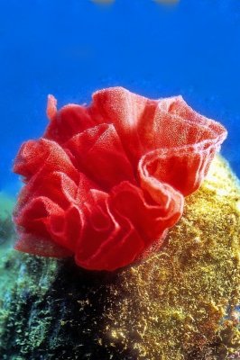 Nudibranch Eggs