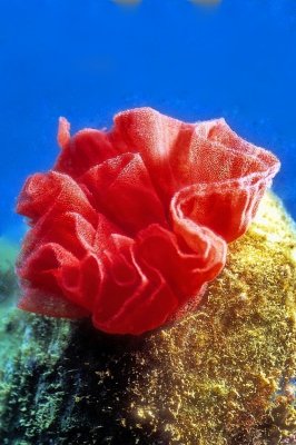 Nudibranch Eggs 