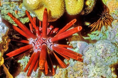 Two Sea Urchins 