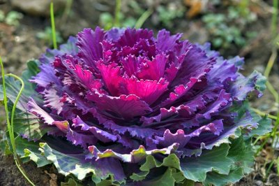 Cabbage Flower