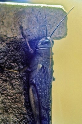 Locust Threat Hidding 