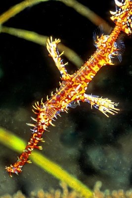 Ghost Pipefish Vertical 