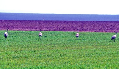 Cranes On the Fields