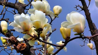 Finalmente, Magnolias