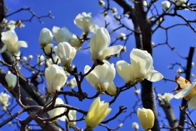 Magnolias on Birthday