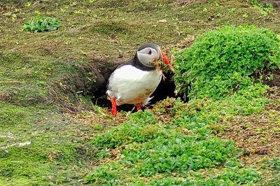 Puffin Fixing His Nest