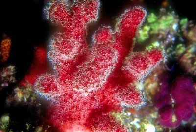 Ocean Fingers