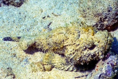 Deadly Stonefish 