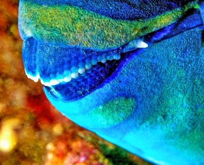 Mouth of Parrotfish Sleeping