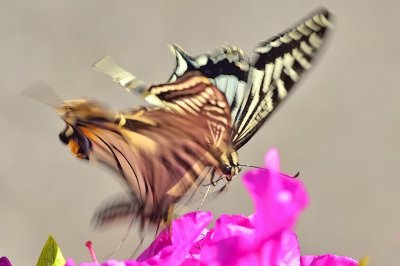 The Fight of the Butterflies