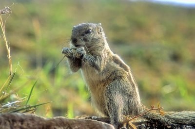 Chipmunck Eating 