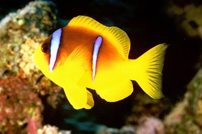 Clownfish Floating
