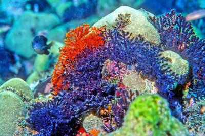 Yellow & Purple Corals