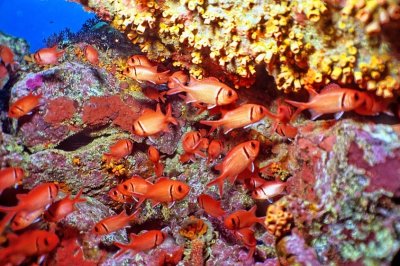 Soldierfish in Crevice