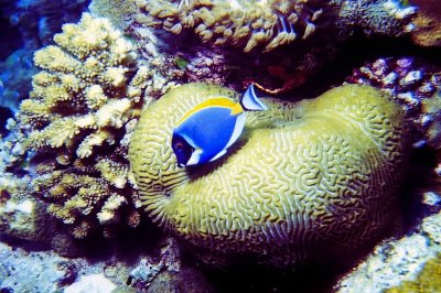 Powderblue Tang In Front of a Brain Coral 