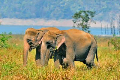 Couple of Indian Elephants in the Wild
