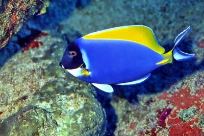 Powderblue Tang In Cave - 'Acanthurus leucosternon'