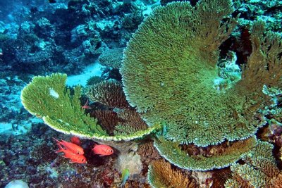 Soldierfish Hidding Under Hard Corals