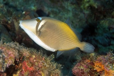 Scythe Triggerfish, 'Sufflamen bursa'